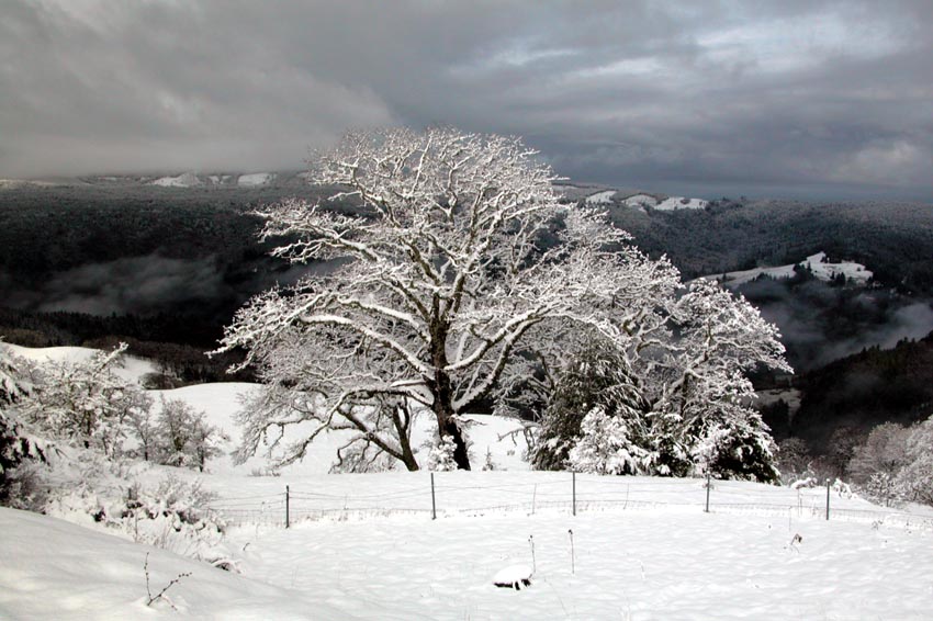 Berry Summit