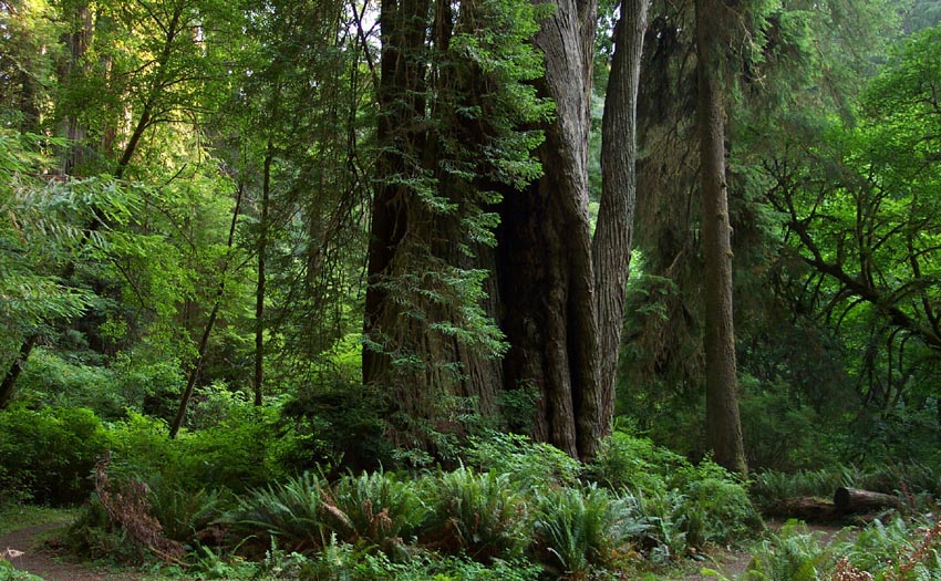 Corkscrew Tree, Prairie Creek Redwoods State Park