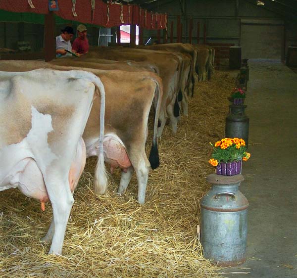 Cow Butts, Humboldt County Fair