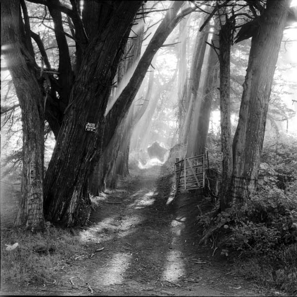 Cypresses and Drive