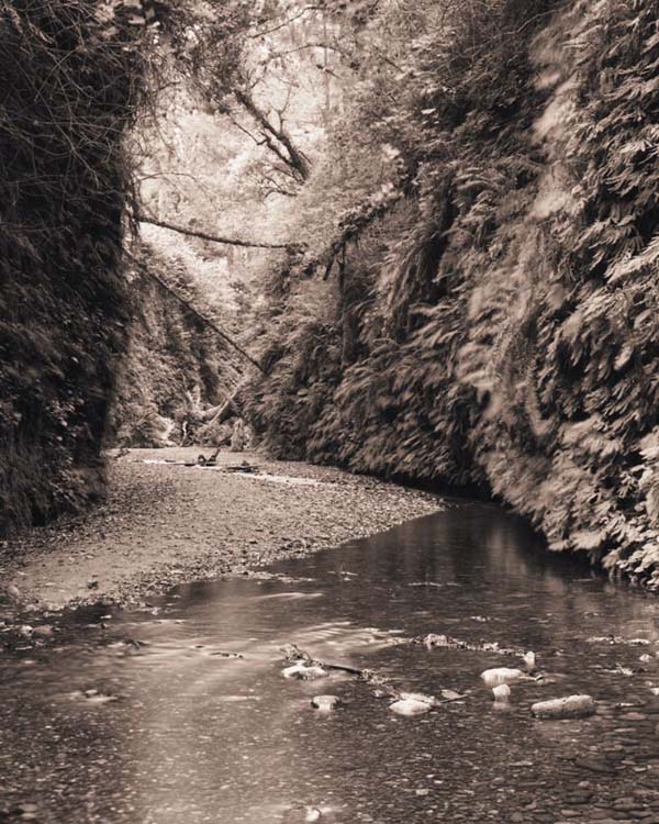 Fern Canyon