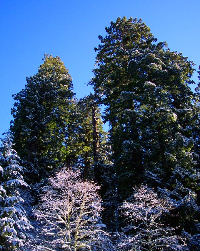 Redwoods with Snow