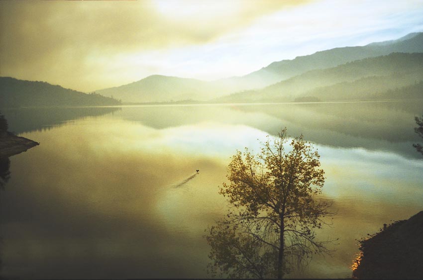 Loon on Whiskeytown Lake, Controlled Burn