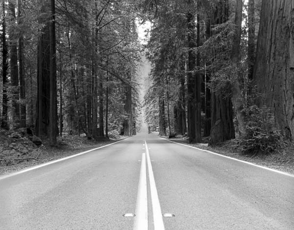 Avenue of the Giants
    
Click on photo for Page 3 of B&W Photos