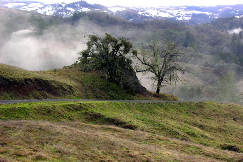 Black Oaks