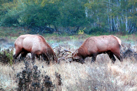 Elk Pair