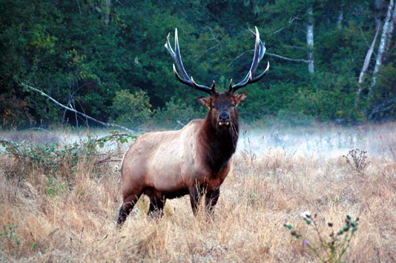 Elk