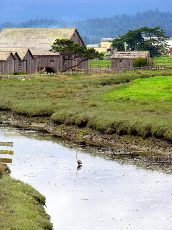 Great Blue Heron