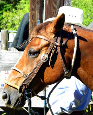 Horse with Hat