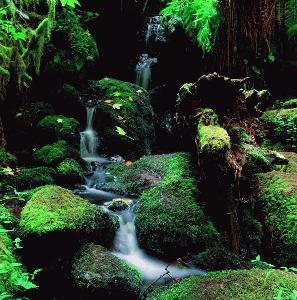 Trillium Falls, Prairie Creek State Park
    
Click on photo for Color Photo Gallery