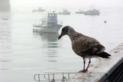 Western Gull