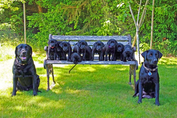 chocolate labrador puppies. File photo Black Lab Puppies