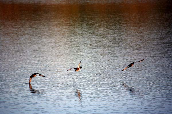 Ducks in Flight