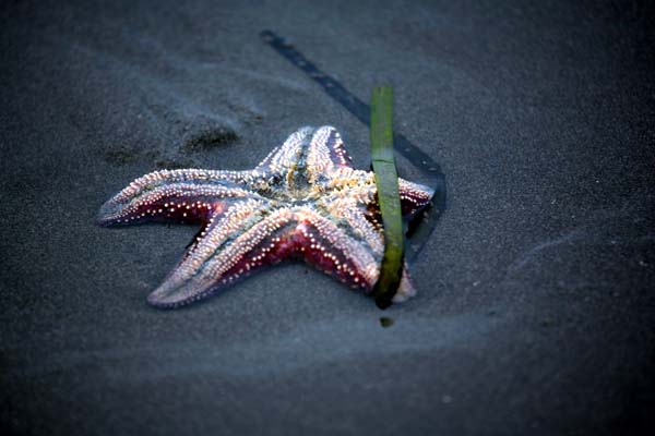 Sea Star