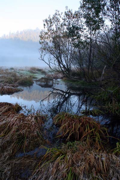 Winter Marsh